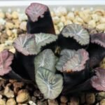 Haworthia Unknown Maughanii K137 - 13