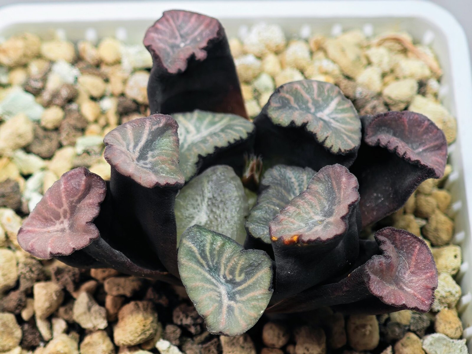 Haworthia Unknown Maughanii K137 - 13
