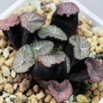 Haworthia Unknown Maughanii K137 - 15