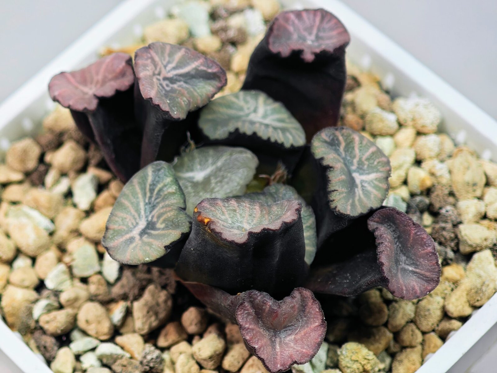 Haworthia Unknown Maughanii K137 - 15