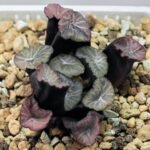 Haworthia Unknown Maughanii K137 - 17