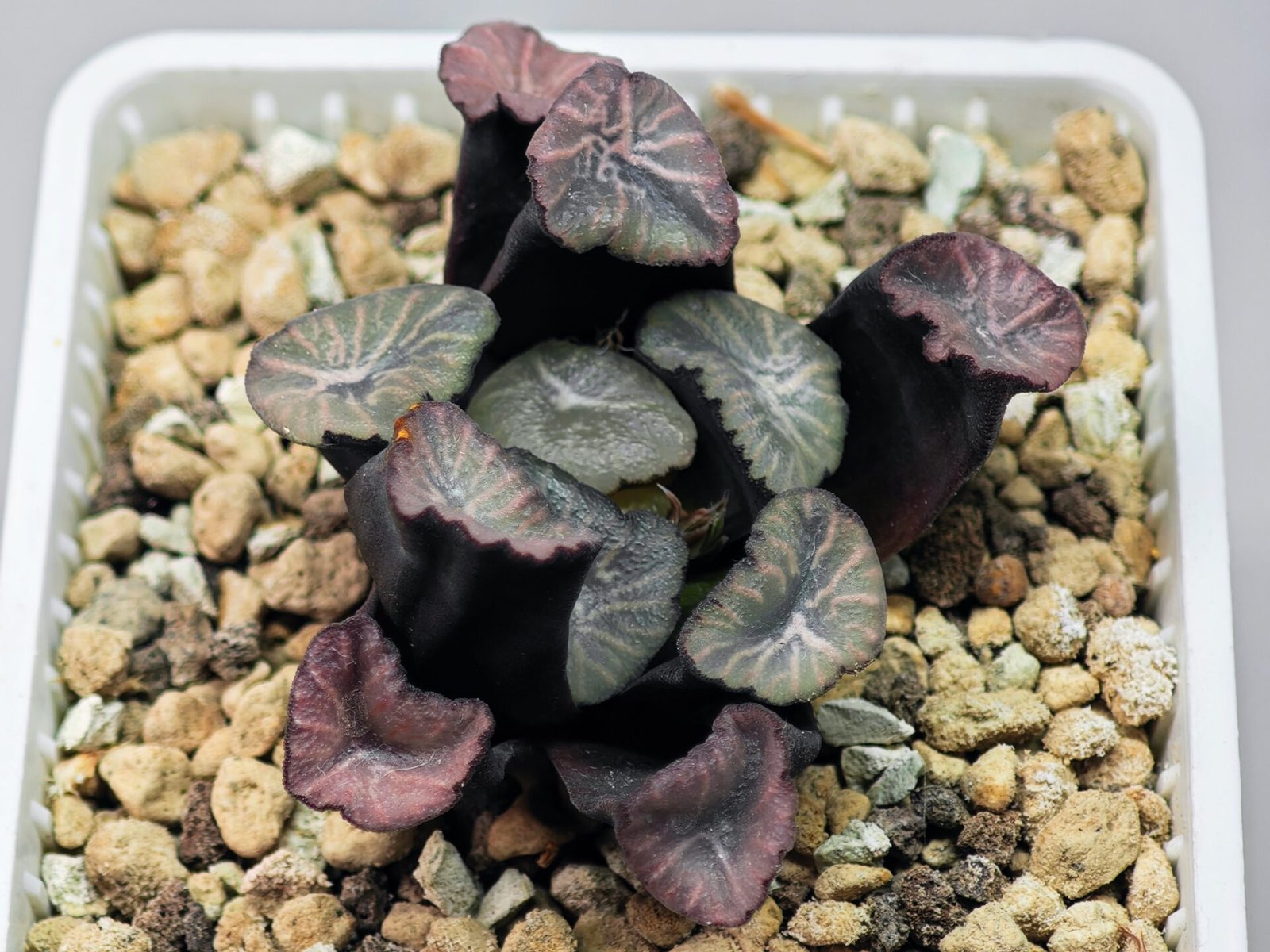 Haworthia Unknown Maughanii K137 - 17