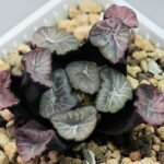 Haworthia Unknown Maughanii K137 - 19
