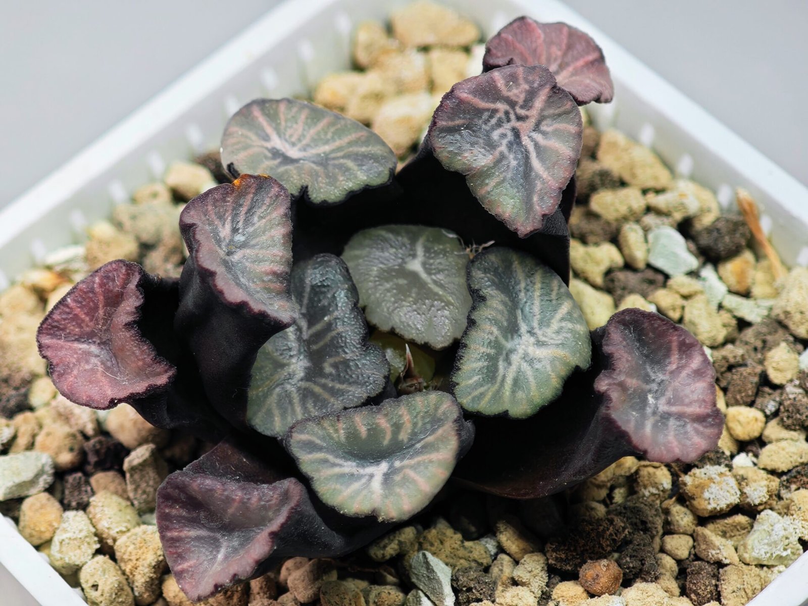 Haworthia Unknown Maughanii K137 - 19