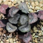 Haworthia Unknown Maughanii K137 - 20