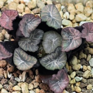 Haworthia Unknown Maughanii K137 - 20