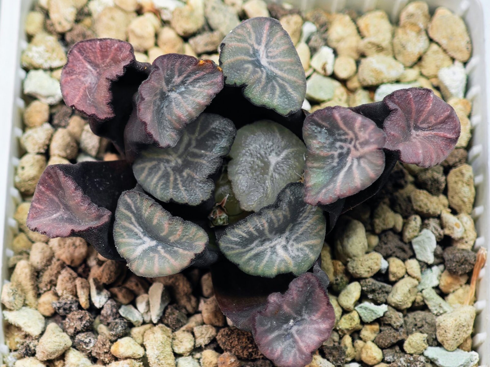 Haworthia Unknown Maughanii K137 - 20