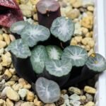 Haworthia Unknown Maughanii K141 - 25