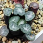 Haworthia Unknown Maughanii K141 - 26