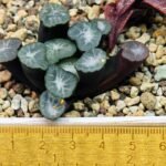 Haworthia Unknown Maughanii K141 - 18