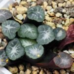 Haworthia Unknown Maughanii K141 - 19