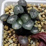 Haworthia Unknown Maughanii K141 - 20