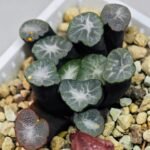 Haworthia Unknown Maughanii K141 - 21