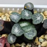 Haworthia Unknown Maughanii K141 - 22