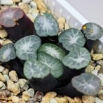 Haworthia Unknown Maughanii K141 - 23