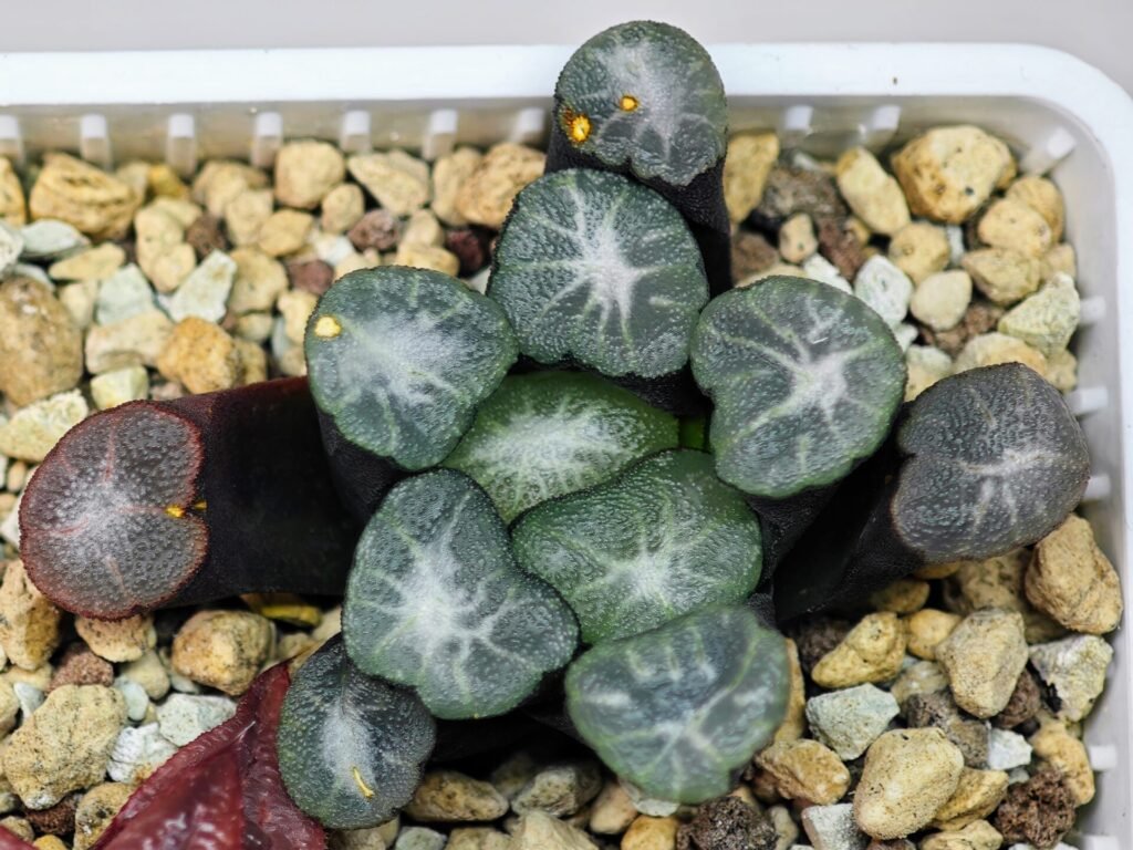 Haworthia Unknown Maughanii K141 - 24