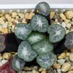 Haworthia Unknown Maughanii K141 - 24