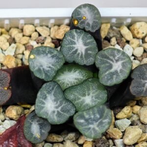 Haworthia Unknown Maughanii K141 - 24