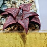 Haworthia Unknown Badia K149 - 8