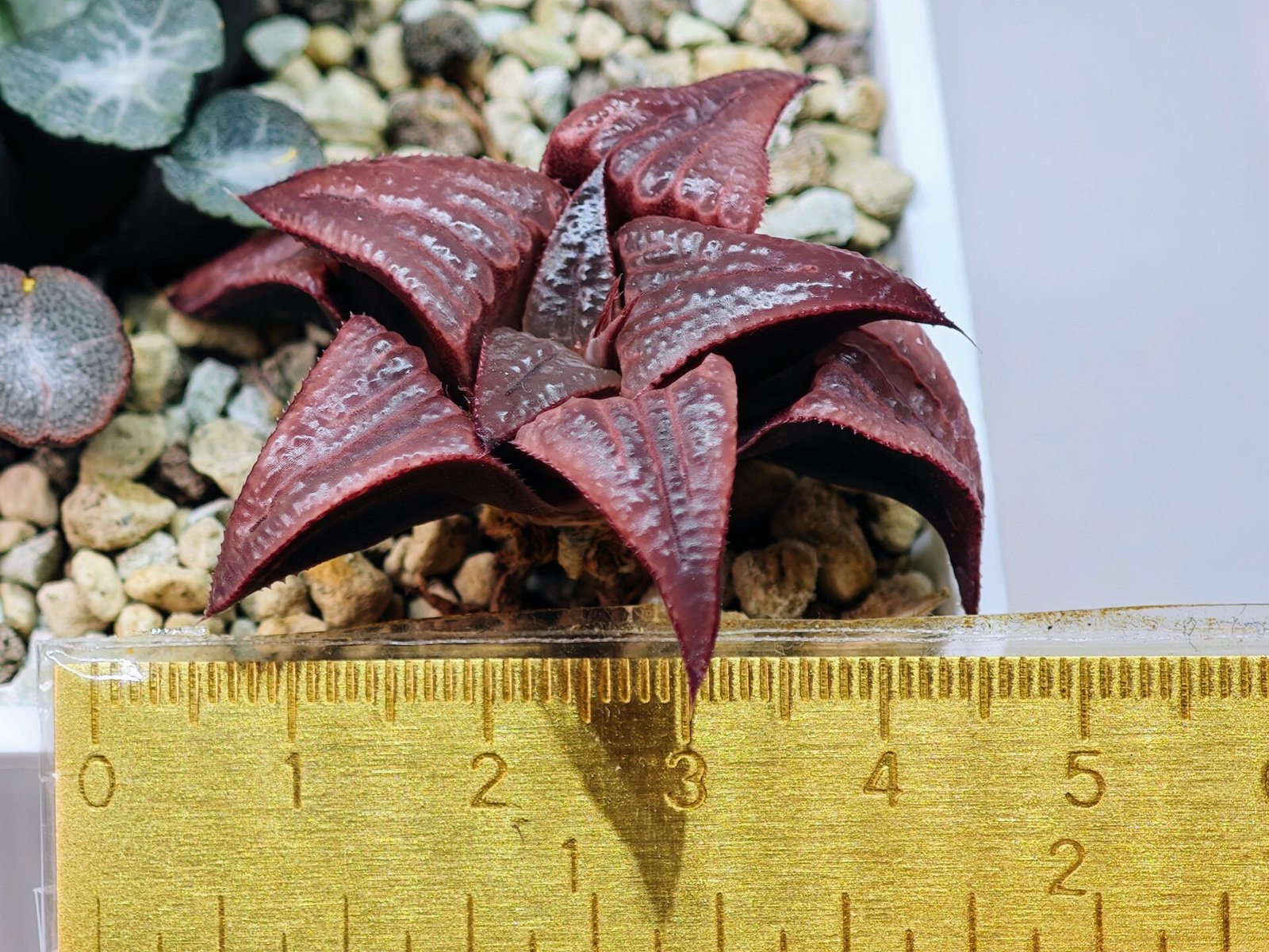 Haworthia Unknown Badia K149 - 8