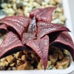 Haworthia Unknown Badia K149 - 9