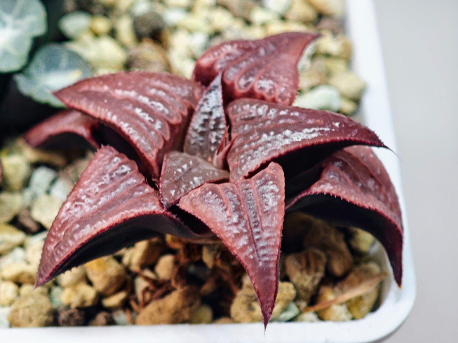 Haworthia Unknown Badia K149 - 9