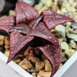 Haworthia Unknown Badia K149 - 10