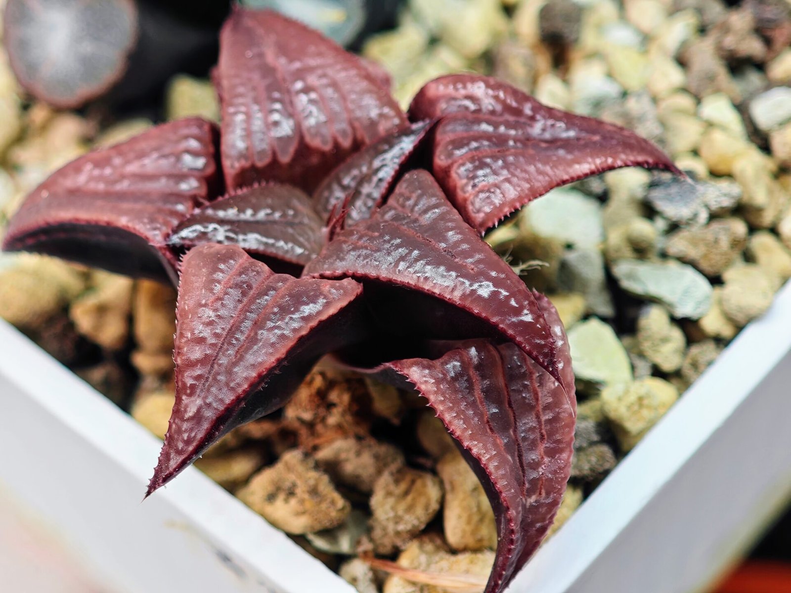 Haworthia Unknown Badia K149 - 10