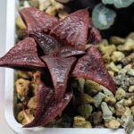 Haworthia Unknown Badia K149 - 11