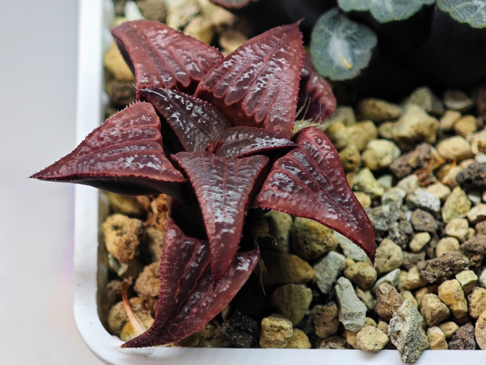 Haworthia Unknown Badia K149 - 11