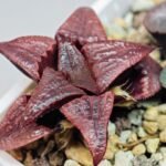 Haworthia Unknown Badia K149 - 12