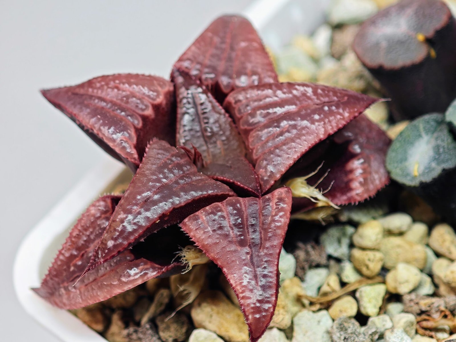 Haworthia Unknown Badia K149 - 12