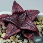 Haworthia Unknown Badia K149 - 13