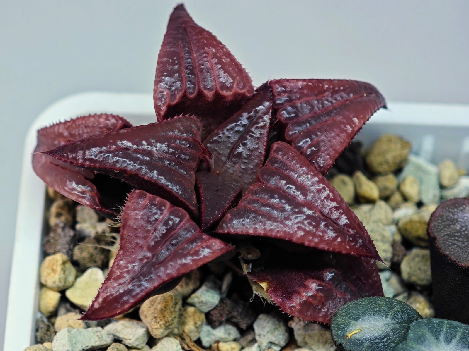 Haworthia Unknown Badia K149 - 13
