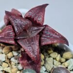 Haworthia Unknown Badia K149 - 14