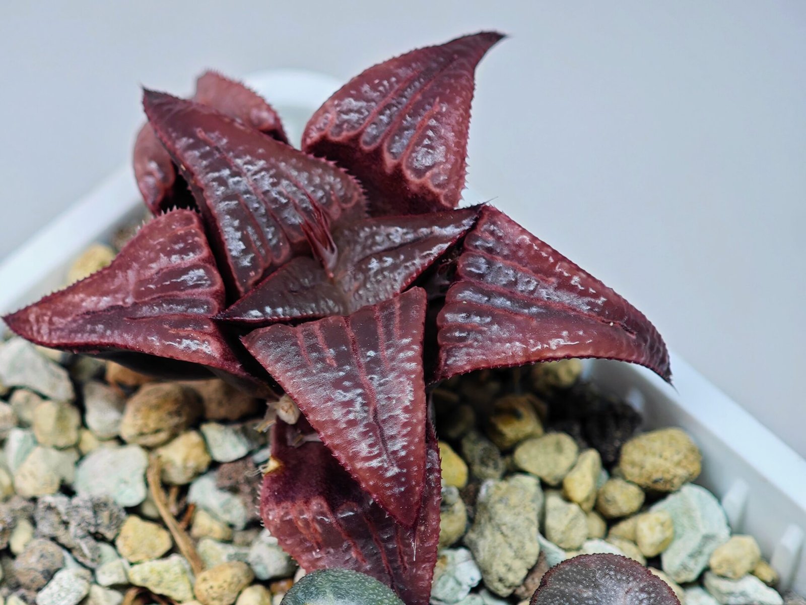 Haworthia Unknown Badia K149 - 14