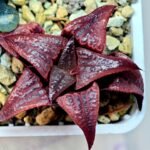 Haworthia Unknown Badia K149 - 15