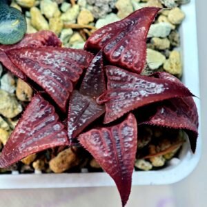 Haworthia Unknown Badia K149 - 15