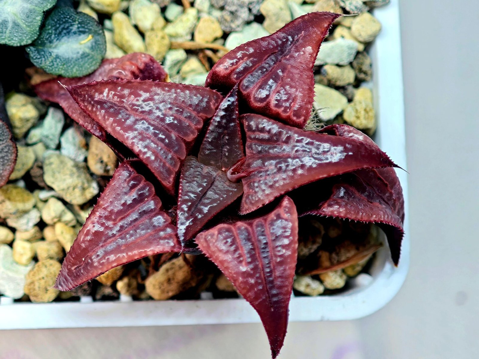 Haworthia Unknown Badia K149 - 15