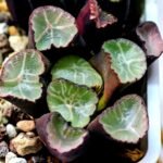 Haworthia Unknown Maughanii K110 - 11