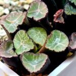 Haworthia Unknown Maughanii K110 - 12