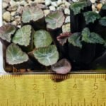 Haworthia Unknown Maughanii K110 - 13