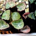 Haworthia Unknown Maughanii K110 - 14