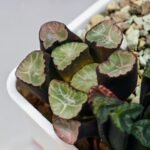 Haworthia Unknown Maughanii K110 - 15