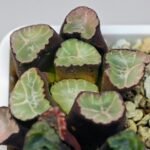 Haworthia Unknown Maughanii K110 - 16