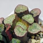 Haworthia Unknown Maughanii K110 - 17