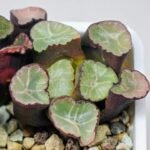 Haworthia Unknown Maughanii K110 - 18