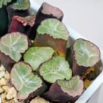Haworthia Unknown Maughanii K110 - 19