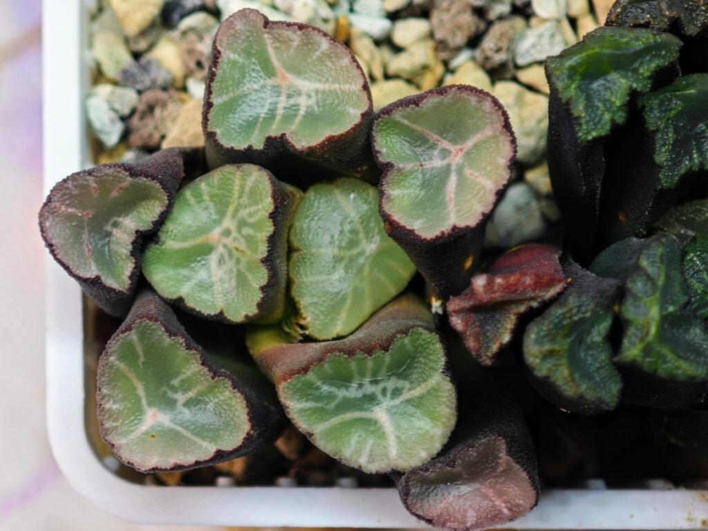 Haworthia Unknown Maughanii K110 - 20