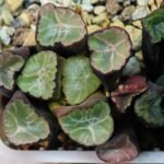 Haworthia Unknown Maughanii K110 - 20